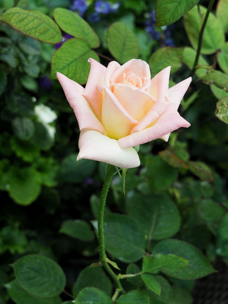 Rose 'Grandmere Jenny'