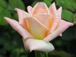 Rose 'Grandmere Jenny'
