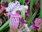 Sarracenia