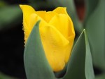 Tulipa gesneriana (Garden tulip)