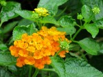 Lantana camara 'Chapel Hill Gold'