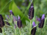 Lavandula stoechas 'Anouk' (French Lavender)