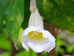 Thunbergia erecta 'Alba' (White King's Mantle)