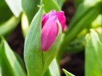 Tulipa gesneriana (Garden tulip)