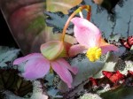 Begonia rex (Fireworks)