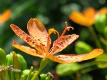 Belamcanda chinensis (Blackberry Lily)