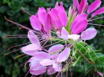 Cleome hassleriana