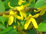 Forsythia suspensa 'Golden Bell'