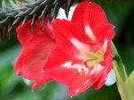Hippeastrum (Barbados Lily)