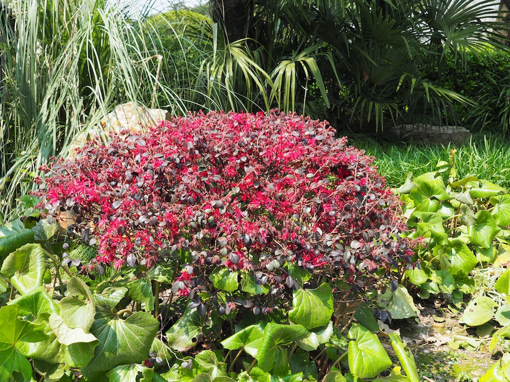 Loropetalum chinense (Chinese fringe flower)