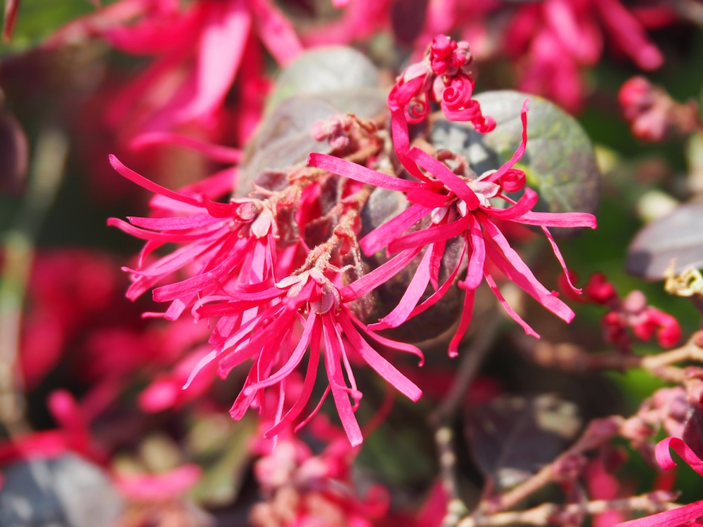 Loropetalum chinense (Chinese fringe flower)