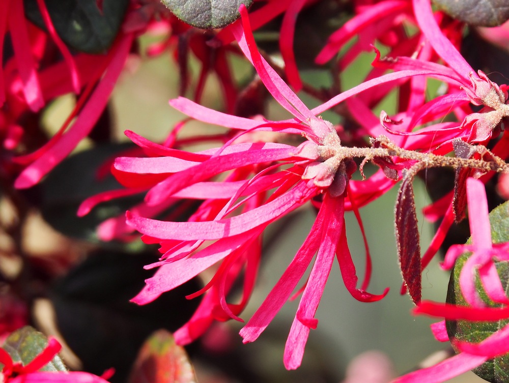 Loropetalum chinense (Chinese fringe flower)