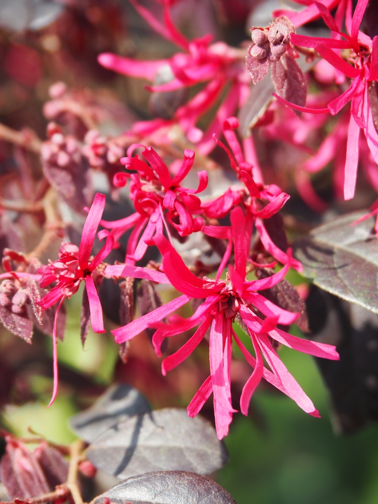 Loropetalum chinense (Chinese fringe flower)