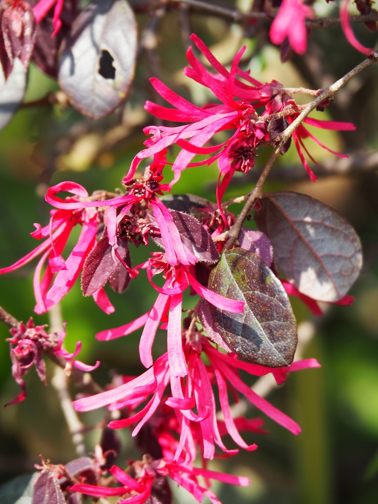 Loropetalum chinense (Chinese fringe flower)