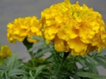 Tagetes erecta (Mexican Marigold)